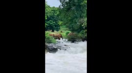 Elephant swept away by water in Gudalur, Tamil Nadu, India