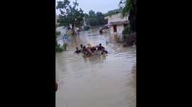 Dog rescued from floods in Vadodara