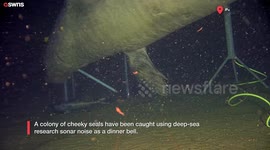Cheeky seals caught using deep-sea research sonar as dinner bell