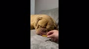temp