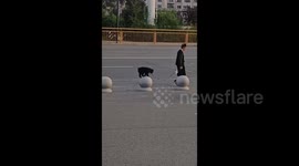 China: A Dog Refusing to Take a Flat Path