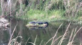 Whitetail deer and massive alligators – your typical Florida bike ride