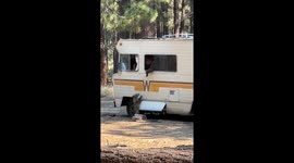 Bear Climbs Out of RV Window