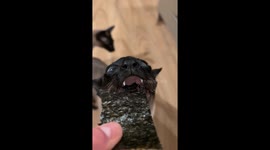 Kevin the Cat Crunches on Seaweed Snack