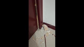 Naughty pet hamster chews through doorframe in China