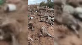 Algeria: Local Shepherds report a heavy losses in Ain Sefra in the past two days due to floods