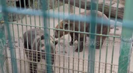 Austria: Global Animal Welfare NGO Four Paws Launches Petition To Save Restaurant Bears In Slovenia