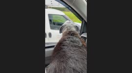 Two hilarious old dogs bark at their own reflections, mistaking them for imposters