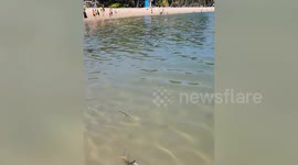 Sharks cause panic when they surface on beach in Malaysia