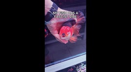 Goldfish with unfortunate placed 'moustache' racks up almost 10m views on social media