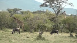 Faces of China: Chinese expert devoted to protecting wildlife in Kenya's reserve