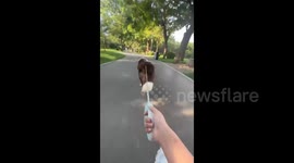 China: Dog pulling a skateboard
