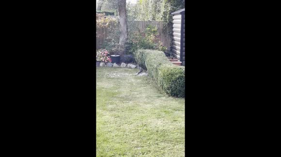 hawk eating a bird in the garden