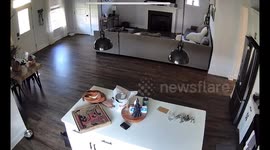 CCTV captures mischievous 130-pound Great Pyrenees ruining $30 pizza