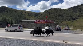 Car hits yak during road fight between two yaks in Chongqing, China