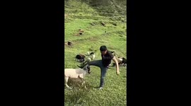 Sheep headbutts person in Qinghai grazing fields