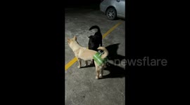 主人为防止狗狗怀孕  DIY出避孕内裤