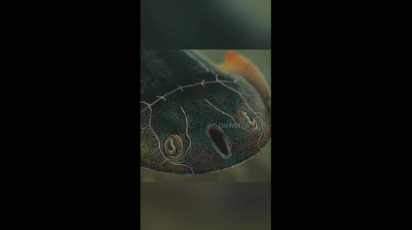 Fish species dating back 436 million years discovered in China's ...