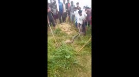 Python caught after killing a cow in India