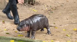Baby hippo Moo Deng becomes a hit at zoo in Thailand