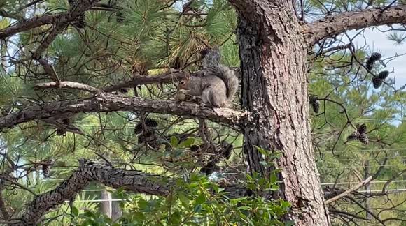 Cute Squirrel Eating Immature Pine Cone in Tall Pine Tree Dewey Beach, Delaware USA