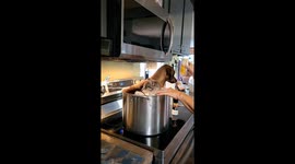 Pets on the menu? TikToker’s hilarious spin on debate night