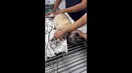 Vet wears long silver wig for pet dog afraid of men