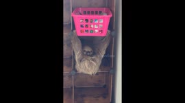 Playful sloth climbs into cupboard and hangs in hilarious yoga-like position