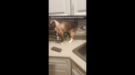 Cat scaring himself with a block!