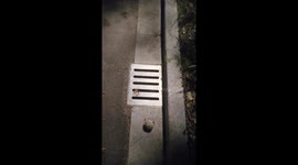 Pet hamster falls into sewer in Zhejiang Province, China