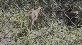 New young Lynx Kittens was born in Dartmoor Zoo Devon this year