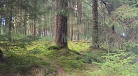 Could this have been the Beast of Dartmoor.  All the trees have not been touched except one large one in the middle of the forest