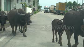 A herd of water buffalo emerge right in front of our car on a public road in Thailand.
