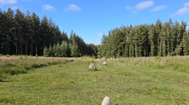 One of only the last Sacrificial Neolithic sites of a stone circle left on Dartmoor National Park Devon