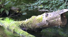 Wildlife on the River Plym PlymValley Plymouth Devon