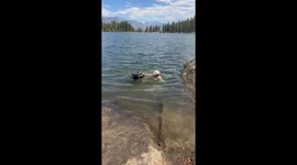 Three Dogs Work Together To Retrieve Stick