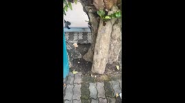 Pigeon has a perfect Nike logo formed on its tail