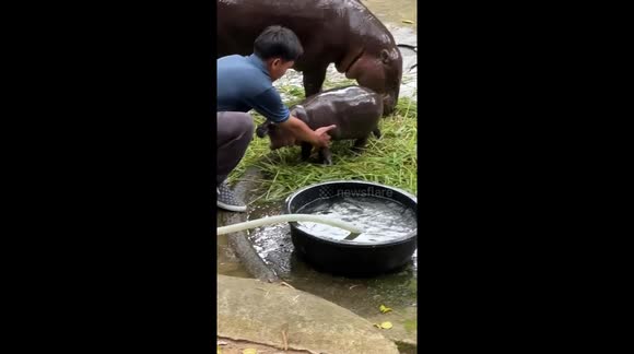 Baby hippo Moo Deng refuses to take a bath - Buy, Sell or Upload 