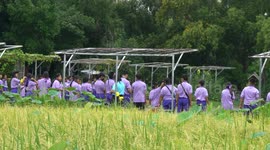 Thai school children visit a cafe farm and learn about how to plant rice in a paddy field on a school outing.