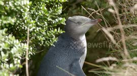 Yellow-eyed penguin wins New Zealand's Bird of the Year