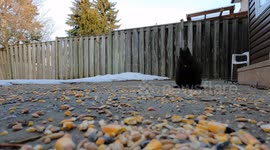 Squirrel eating food outside