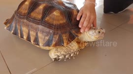 Injured tortoise receives custom wheelchair allowing it to walk again