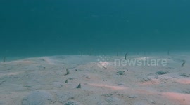 Eels Emerge From Sea Floor