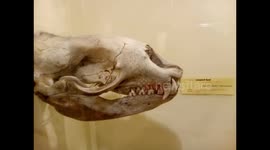 Brighton Museum Tour seeing the skeletons of animals and the history