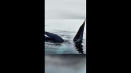 Bryde's whales spotted around China's Beihai