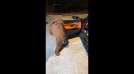 Orangutan climbs into car in Dubai, UAE