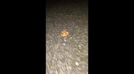 Person films frog hopping in front of them in Ireland