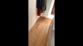 Dog walks out wrapped in curtains in Cologne, Germany