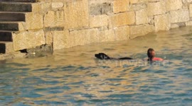 Labrador Seadog just loves swimming. He keeps going in, even by himself. Cornwall, UK