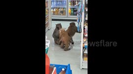 Shoppers watch on as wild monkey troop stroll into supermarket and raid shelves